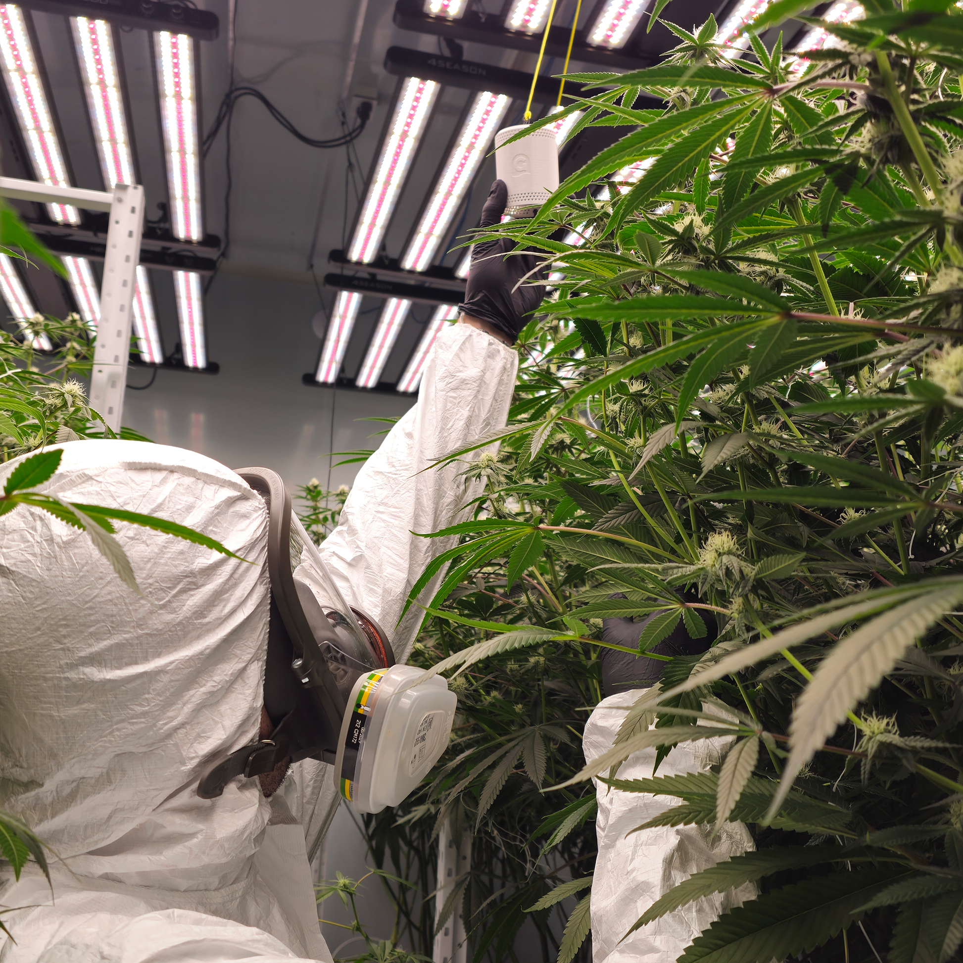 commercial cannabis cultivation with the Grow Sensor