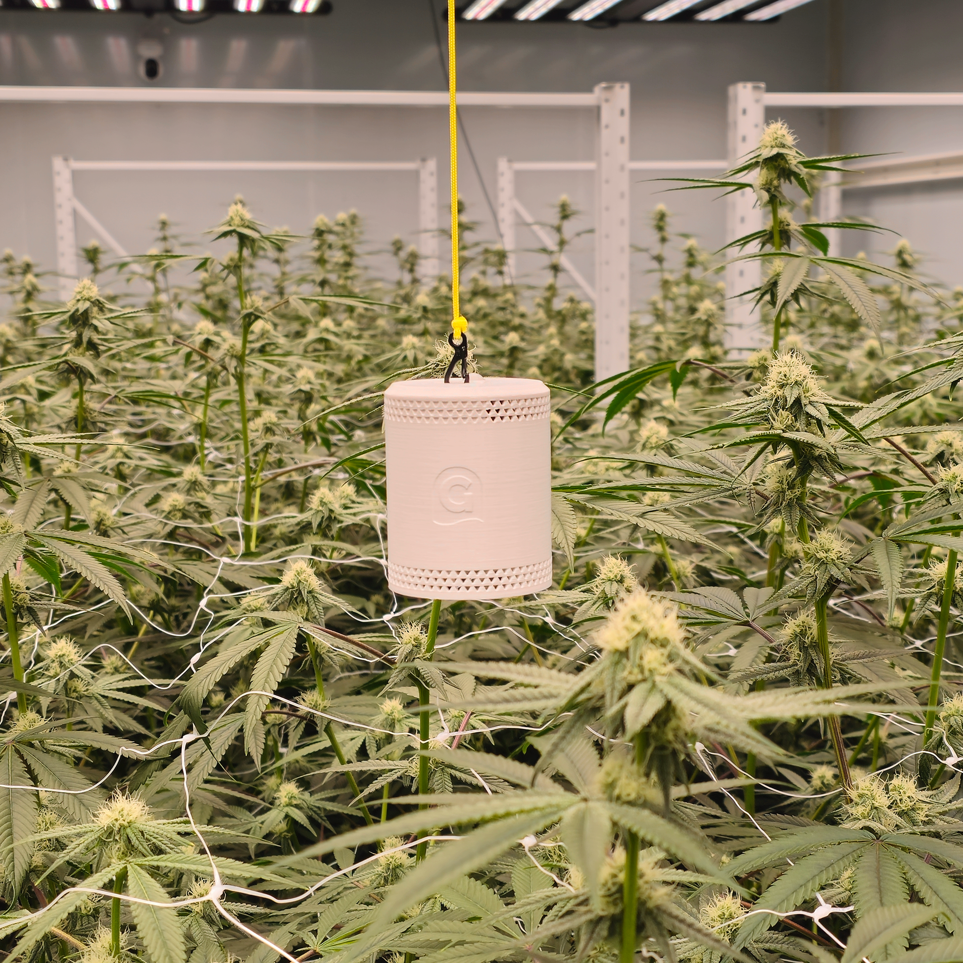 The Grow Sensor monitoring the environment in a commercial cannabis facility